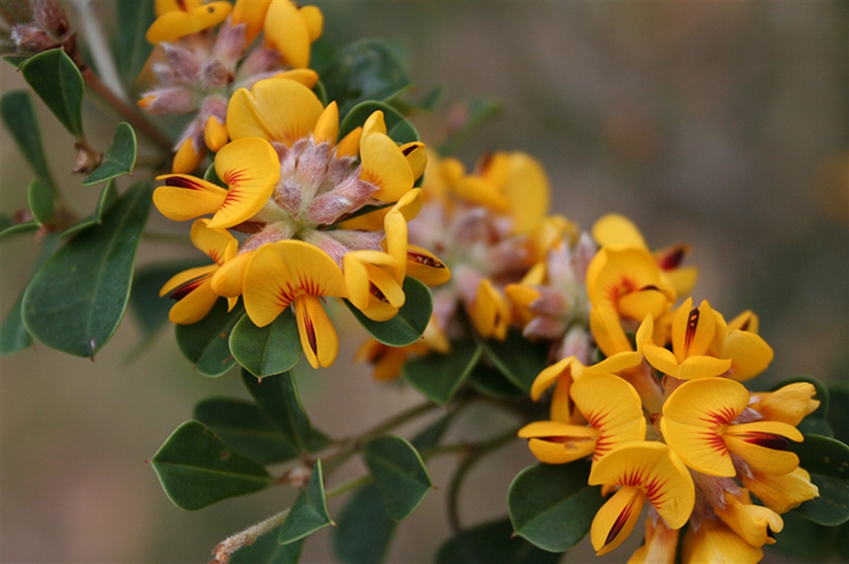 local-plants-and-weeds-surf-coast-shire