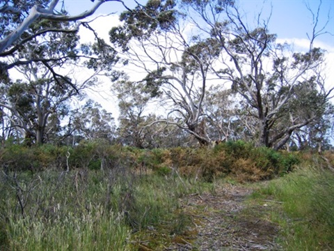 Giddings_nature_reserve.jpg