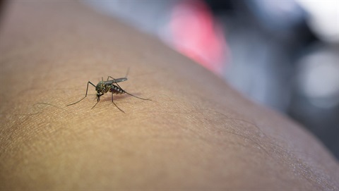 close-up-mosquito-sucking-blood-from-human-arm.jpg