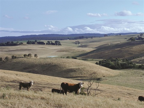 Surf Coast farmers can apply for drought preparedness grants.jpeg