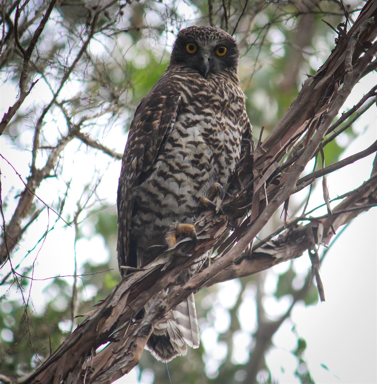 Powerful owl secrets being revealed - Surf Coast Shire