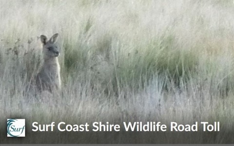 Surf-Coast-Shire-Wildlife-Road-Toll-graphic-002.gif